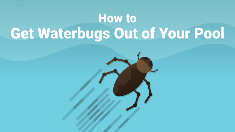 How to Get Waterbugs Out of Your Pool—And Keep Them Gone