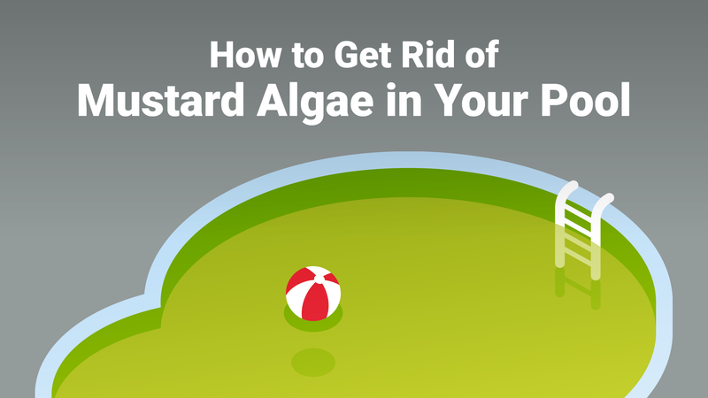 How to Get Rid of Mustard Algae in Your Pool—The Right Way