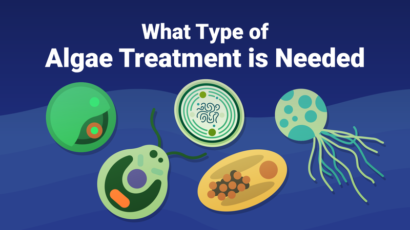 What Type of Algae Treatment is Needed for Swimming Pools?