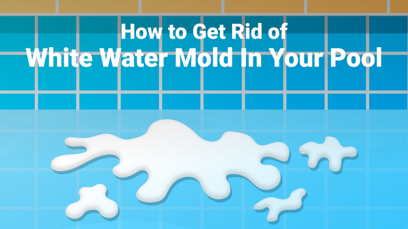 How to Get Rid of White Water Mold In Your Pool
