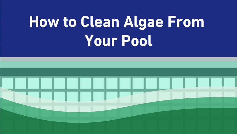 How to Clean Algae From Your Swimming Pool