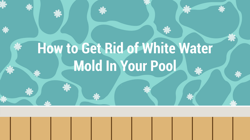 How to Get Rid of White Water Mold In Your Pool